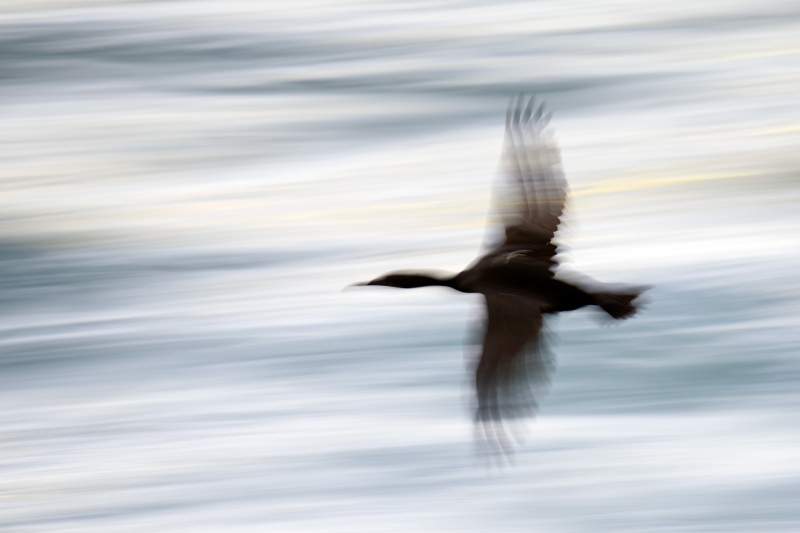 Brandts-Cormorant-3200-blur-_A1G3368-La-Jolla-CA-Enhanced-NR