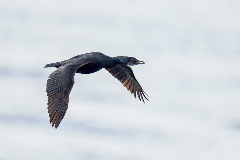 Brandts-Cormorant-3200-in-flight-_A1G9115-La-Jolla-CA-Enhanced-NR