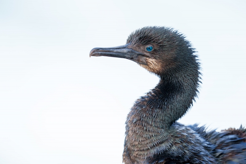 Brandts-Cormorant-3200-very-wet-after-injury-to-foot-_A1G9180-La-Jolla-CA