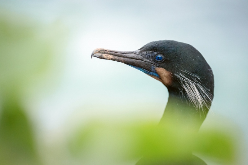 Brandts-Cormorant-3200-with-mud-on-bill-_A1G7647-La-Jolla-CA