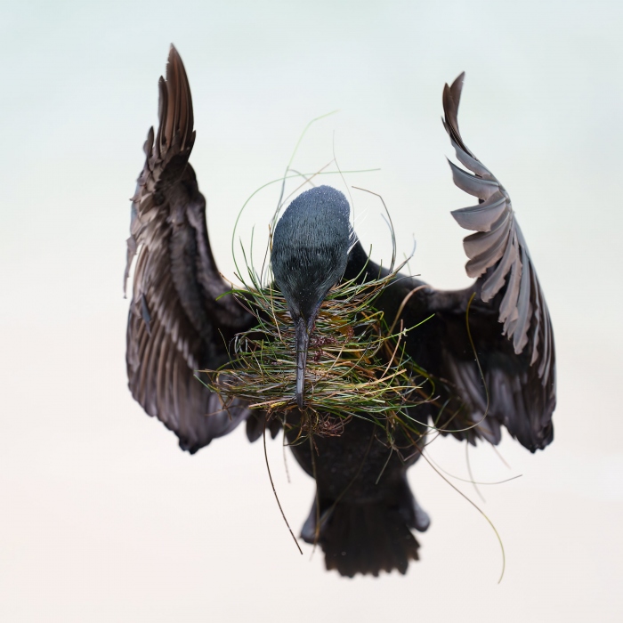 Brandts-Cormorant-3200-with-nesting-material-_A1G8710-La-Jolla-CA-Enhanced-NR