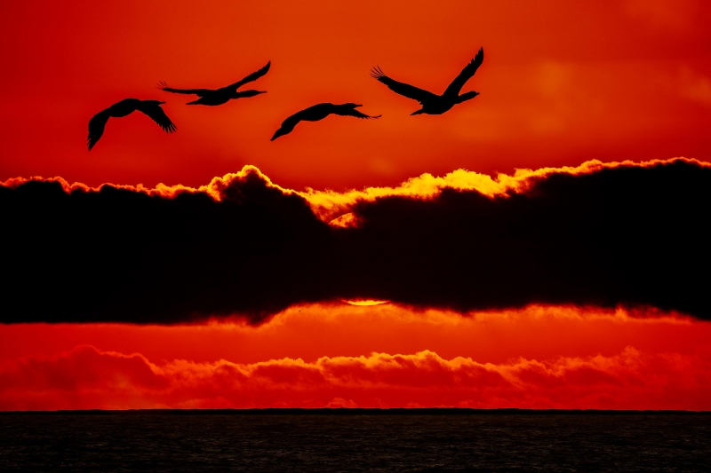 Brandts-Cormorants-3200-returning-at-sunset-composite-_A1G9820-La-Jolla-CA-Enhanced-NR