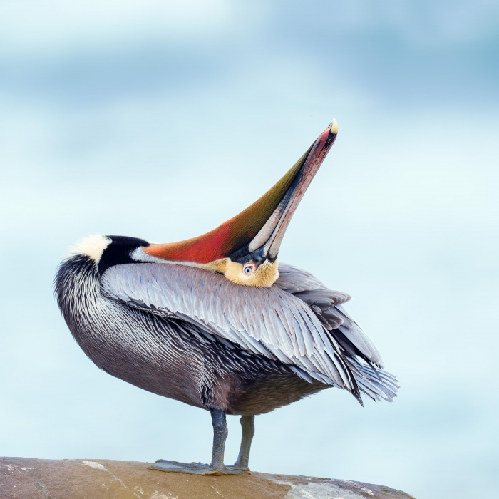 Brown-Pelican-2400-Pacific-race-preening-Monte-Brown-_A1G0068-La-Jolla-CA-Enhanced-NR