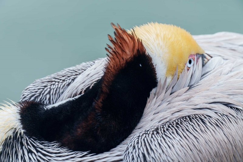 Brown-Pelican-3200-495-Pacific-race-breeding-plumage-sleeping-_A1G0486-La-Jolla-CA-Enhanced-NR