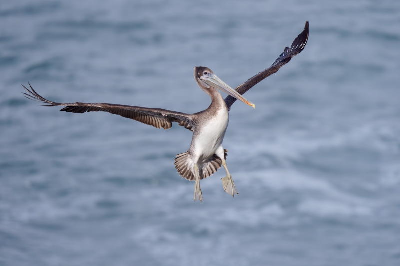 Brown-Pelican-3200-Pacfici-race-juvenile-landing-_A1G9045-La-Jolla-CA-Enhanced-NR