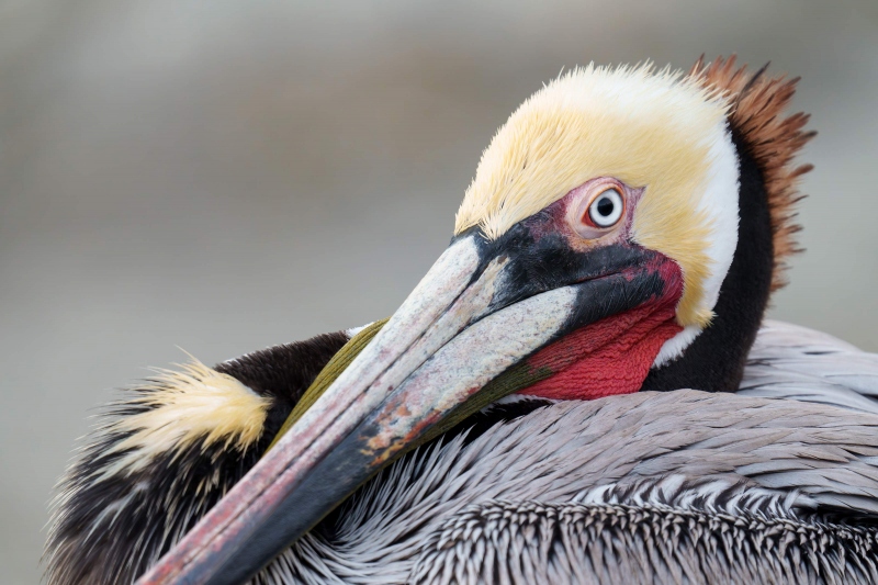 Brown-Pelican-3200-Pacifc-race-breeding-plumage-tight-face-and-bill-_A1G9701-La-Jolla-CA-Enhanced-NR