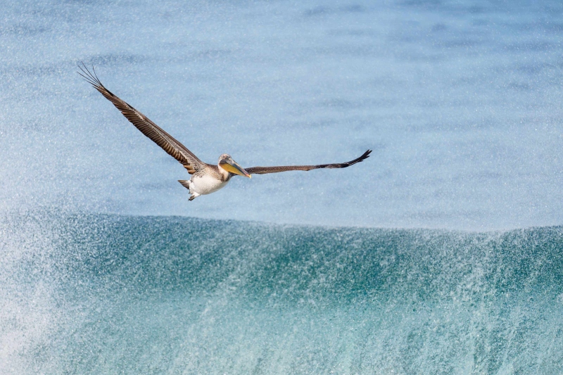 Brown-Pelican-3200-Pacific-race-2-year-old-above-breaking-wave-_A1G7584-La-Jolla-CA-Enhanced-NR