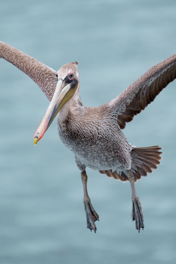 Brown-Pelican-3200-Pacific-race-2-year-old-braking-to-land-TIGHT_A1G2115-La-Jolla-CA-Enhanced-NR