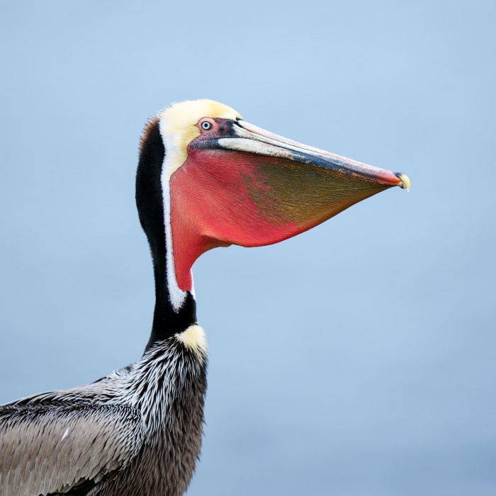 Brown-Pelican-3200-Pacific-race-bill-pouch-distended-_A1G8843-La-Jolla-CA-Enhanced-NR