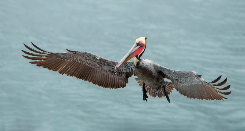 Brown-Pelican-3200-Pacific-race-braking-to-land-Monte-Brown-_MB10053la-jolla-CAA-Enhanced-NR