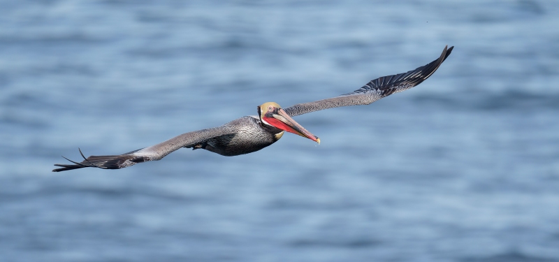 Brown-Pelican-3200-Pacific-race-breeding-plumage-in-gliding-flight-_A1G7229-La-Jolla-CA