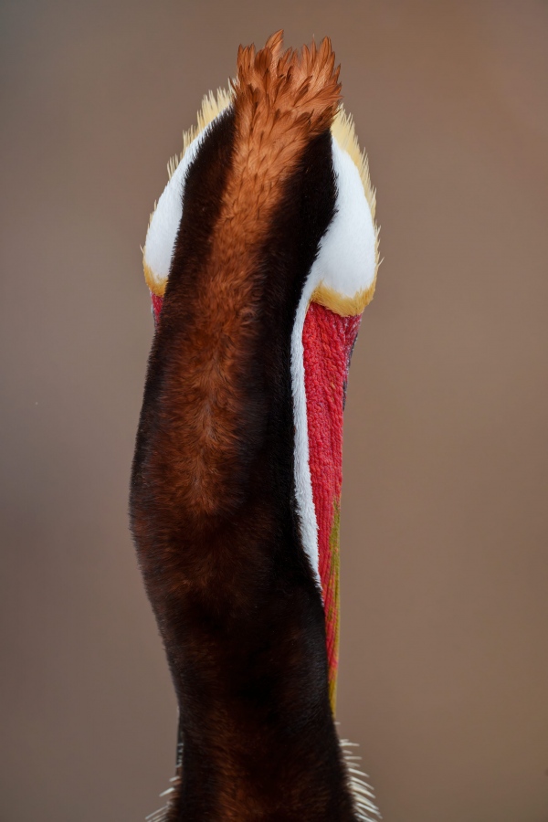 Brown-Pelican-3200-Pacific-race-breeding-plumage-rar-view-of-head-and-neck-_MB19731la-jolla-CA-Enhanced-NR
