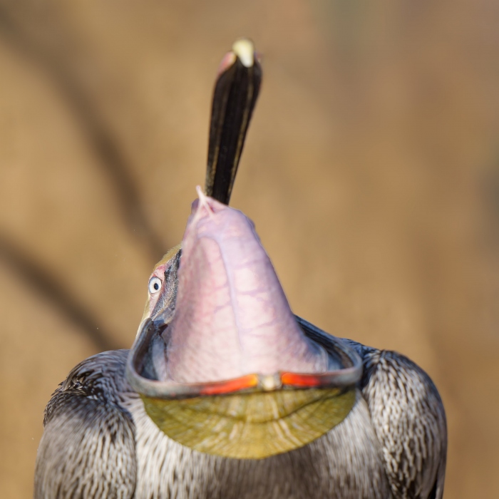 Brown-Pelican-3200-Pacific-race-cleaning-bill-pouch-_A1G0259-La-Jolla-CA