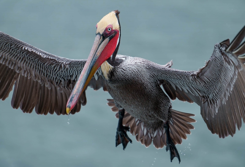 Brown-Pelican-3200-Pacific-race-landing-TIGHT-_A1G2097-La-Jolla-CA-Enhanced-NR