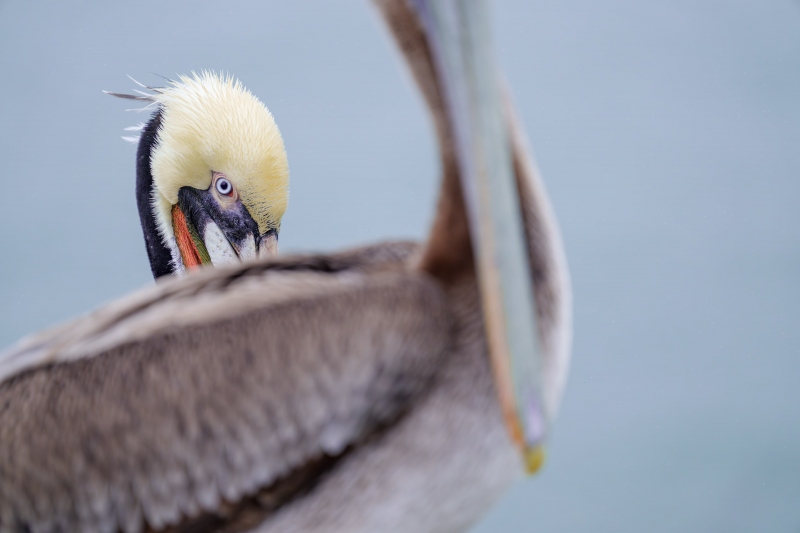Brown-Pelican-3200-adult-peeking-over-the-back-of-a-juvenile-_A1G3339-La-Jolla-CAA-Enhanced-NR