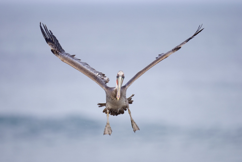 Brown-Pelican-3200-sub-adult-braking-to-land-_A1G6180-La-Jolla-CA