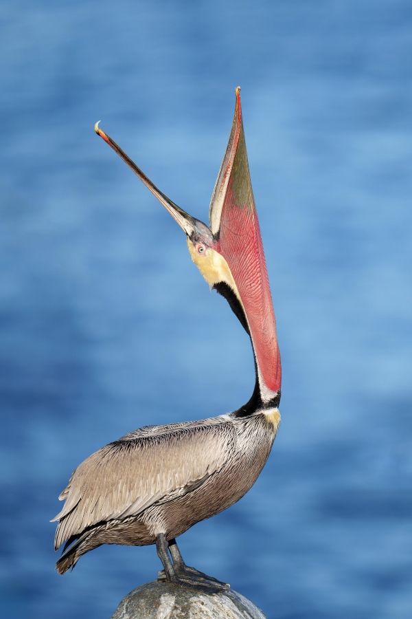 Brown-Pelican-Pacific-race-breeding-plumage-adult-head-throw-_A1G9959-La-Jolla-CA-Enhanced-NR