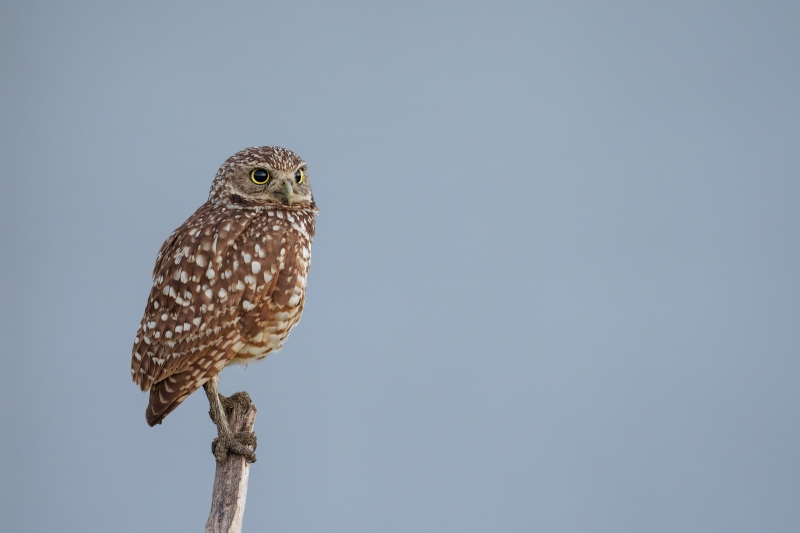 Burrowing-Owl-3200-_A1G9192Cape-Coral-FL-Enhanced-NR