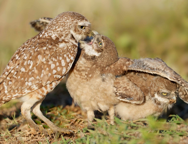 Burrowing-Owl-3200-chick-feeding-_A1G0268Cape-Coral-FL-Enhanced-NR