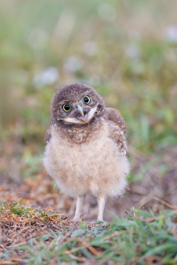 Burrowing-Owl-3200-chick-looking-sideways-_A1G9198Cape-Coral-FL-Enhanced-NR