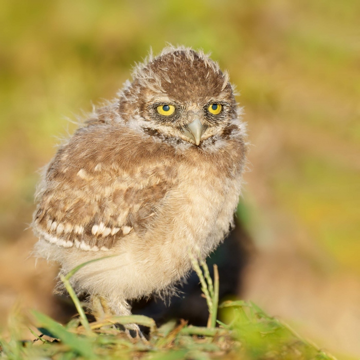 Burrowing-Owl-3200-fluffy-chick-_A1G0323Cape-Coral-FL-Enhanced-NR