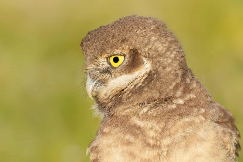 Burrowing-Owl-3200-large-chick-_A1G0754Cape-Coral-FL-Enhanced-NR