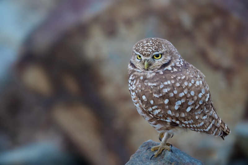 Burrowing-Owl-3200-on-rock-_A1G4616-Robb-Field-CA-Enhanced-NR