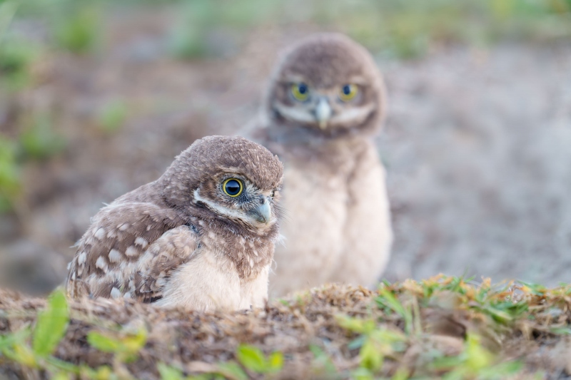 Burrowing-Owl-3200-two-chcks-_A1G9493Cape-Coral-FL-Enhanced-NR