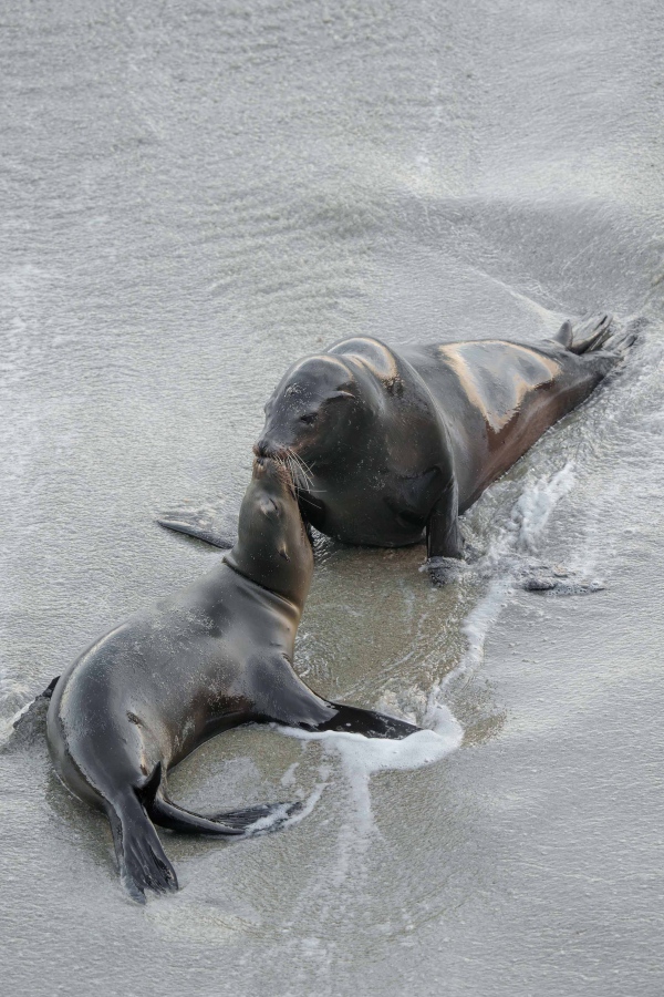 California-Sea-Lion-3200-mother-kissing-baby-_A1G9475-La-Jolla-CA-Enhanced-NR