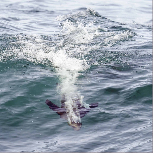 California-Sealion-22400-surfing-wave_A1G8379-La-Jolla-CA-Enhanced-NR