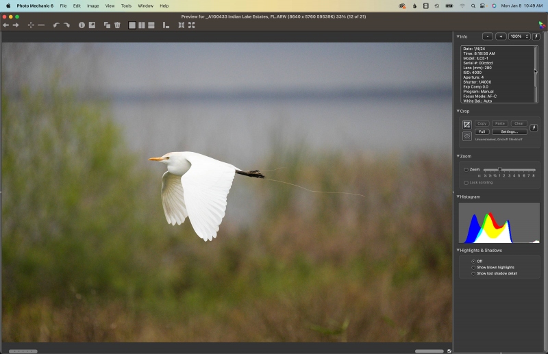 Cattle-Egret-280mm-Ph-Mech-ORIG