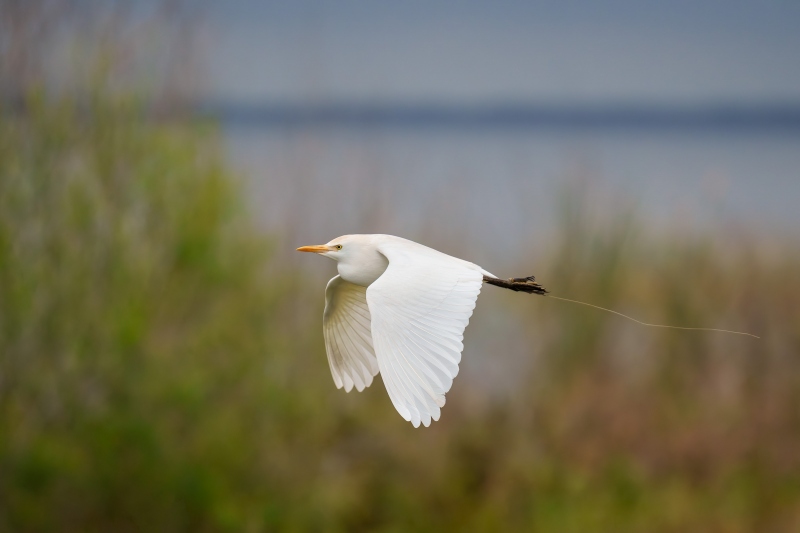 Cattle-Egret-3200-flight-with-grass-on-foot-low-light-_A1G0433-Indian-Lake-Estates-FL-Enhanced-NR
