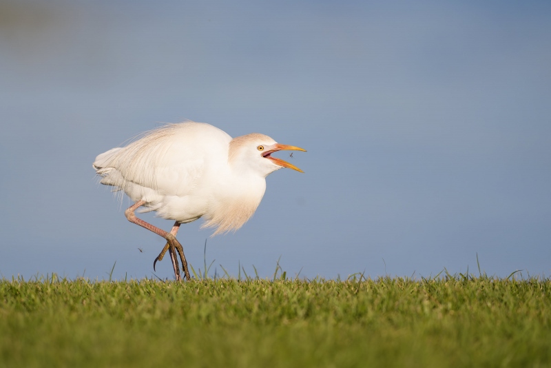 Cattle-Egret-A-3200-catching-tiny-bug-_A931669Indian-Lake-Estates-FL-Enhanced-NR