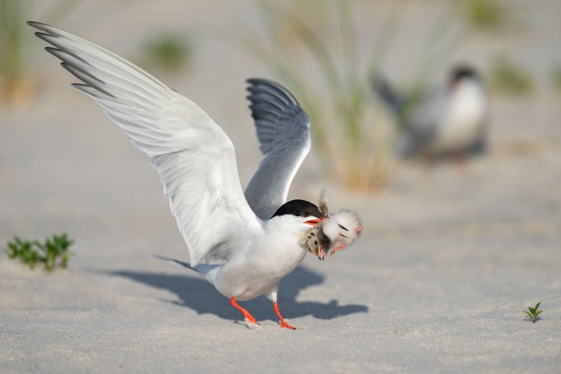 Common-Tern-3200-killing-small-chick-_A1G2416-Nickerson-Beach-Park-Lido-Beach.-Long-Island-NY