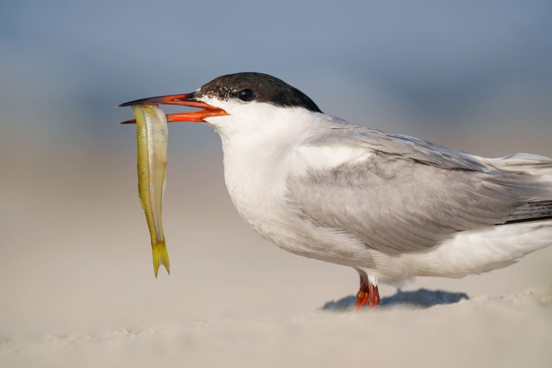 Common-Tern-3200-with-spearing-Atlantic-Silversides-for-chick-_A1G1124-Nickerson-Beach-Park-LI-NYA-Enhanced-NR