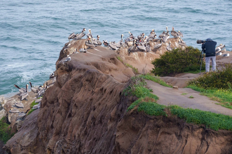 Doc-Love-3200-and-pelicans-on-cliffs-_A1G4518-La-Jolla-CA-Enhanced-NR
