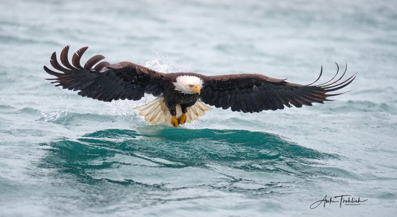 Eagle-wide-wings-turquoise-water_copyright-Anke-Frohlich_