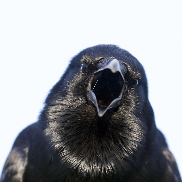 Fish-Crow-3178-calling-_A935549Stick-Marsh-Fellsmere-FL-Enhanced-NR