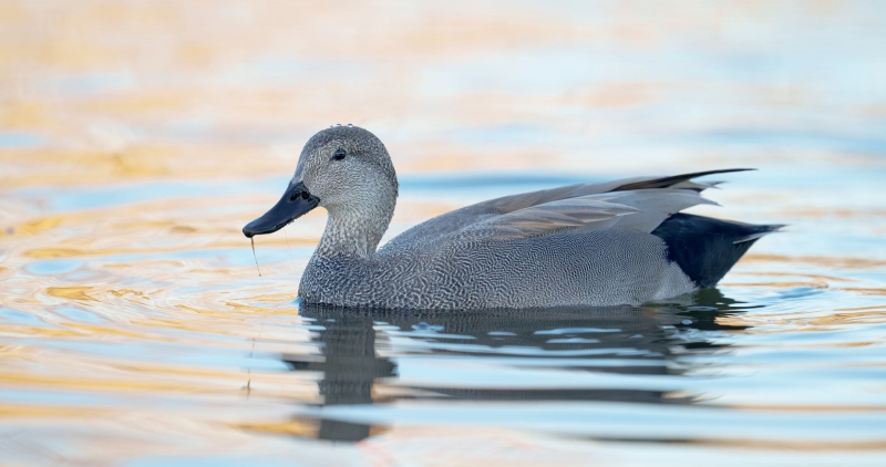 Gadwall-drake-3200-_A1G8070-Santee-Lakes-Regional-Park-CA-Enhanced-NR