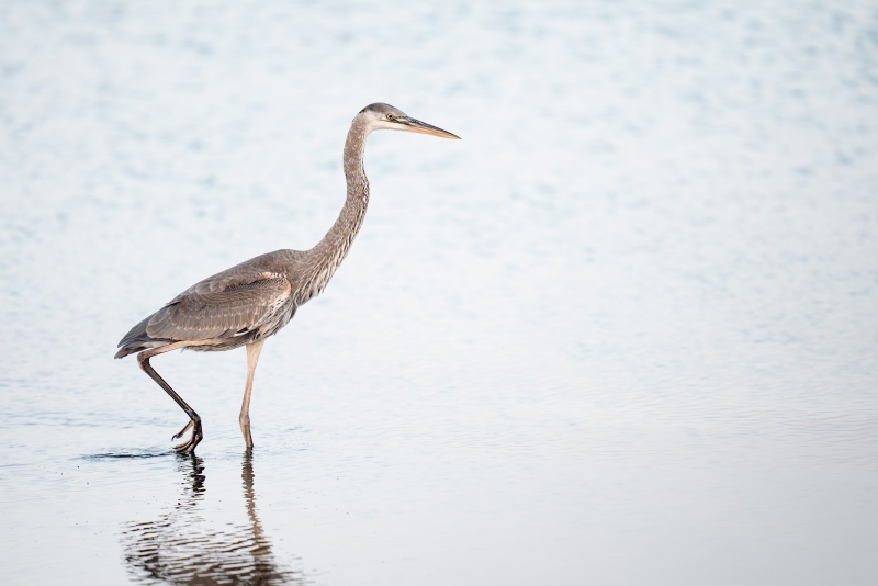 Great-Blue-Heron-3200-fresh-juvenal-_A934507-Fort-DeSoto-Park-FL-Enhanced-NR