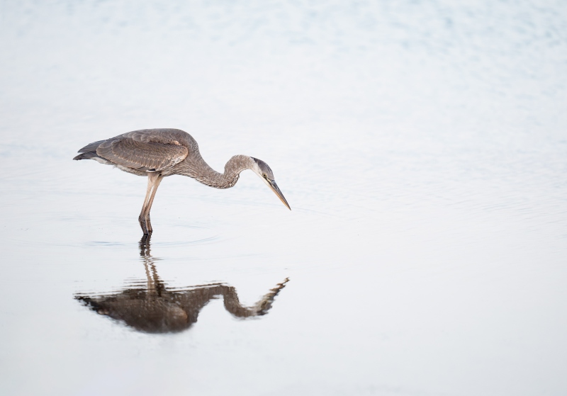 Great-Blue-Heron-3200-fresh-juvenile_A934432-Fort-DeSoto-Park-FL-Enhanced-NR