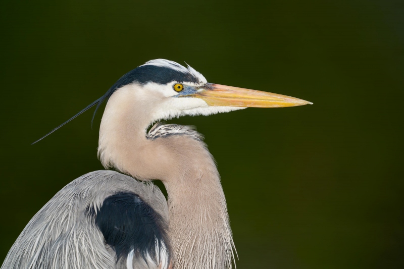 Great-Blue-Heron-3200-head-portrait-_A936744-Stick-Marsh-Fellsmere-FL-Enhanced-NR
