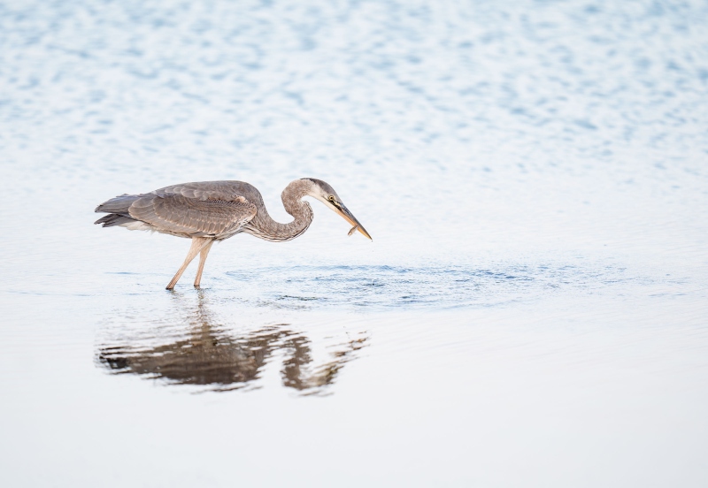 Great-Blue-Heron-3200-juvenile-with-tiny-baitfish-_A934338-Fort-DeSoto-Park-FL-Enhanced-NR