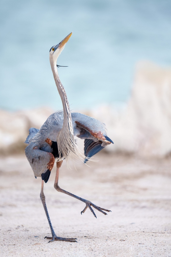 Great-Blue-Heron-3200-territorial-threat-display-_A1G5812-Fort-DeSoto-Park-FL-Enhanced-NR