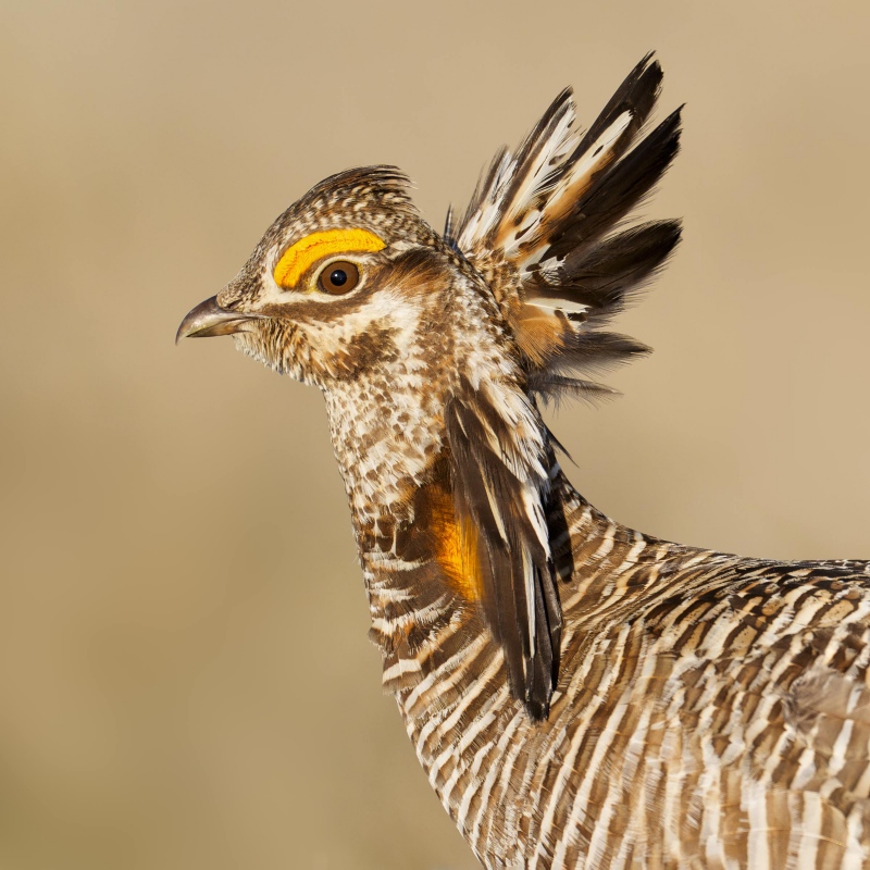 Great-Prairie-Chicken-3200-male-with-pinae-erect-_A937044-Fort-Pierre-National-Grasslands-SD-Enhanced-NR