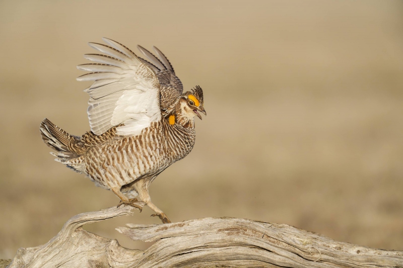 Greater-Prairie-Chiciken-3200-jumping-down-_A937476-Fort-Pierre-National-Grasslands-SD-Enhanced-NR-1