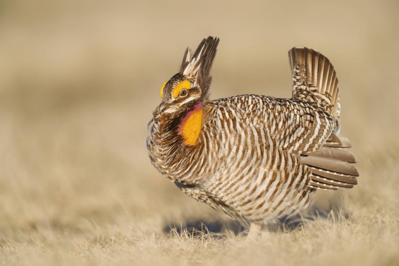 Greater-Prairie-Chicken-3200-A-male-_A937165-Fort-Pierre-National-Grasslands-SD-Enhanced-NR
