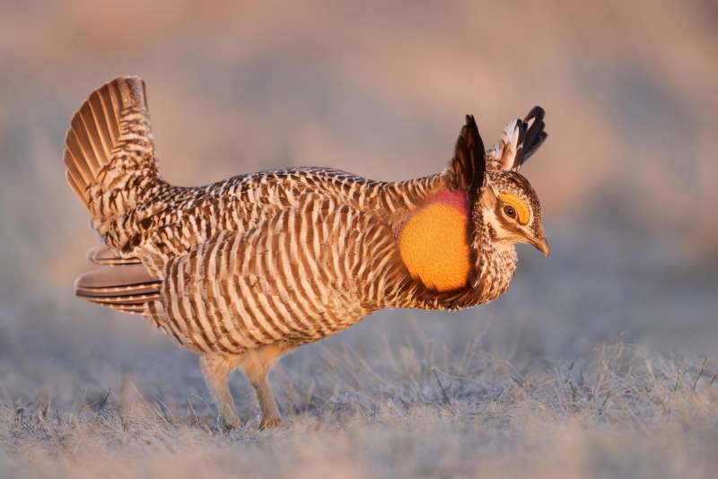 Greater-Prairie-Chicken-3200-A-male-displaying-_A938950-Fort-Pierre-National-Grasslands-SD-Enhanced-NR
