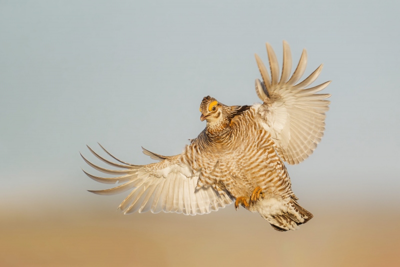 Greater-Prairie-Chicken-3200-braking-to-land-_A933289-Fort-Pierre-National-Grasslands-SD-Enhanced-NR