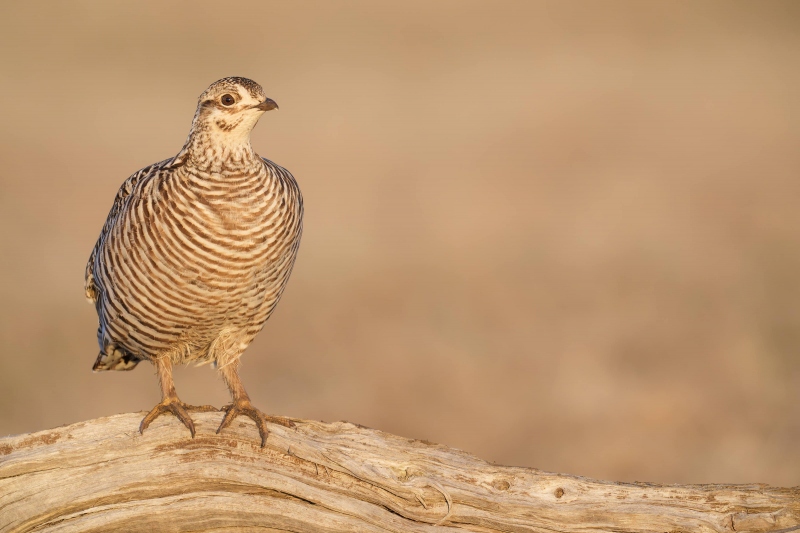 Greater-Prairie-Chicken-3200-hen-on-log-_A933471-Fort-Pierre-National-Grasslands-SD-Enhanced-NR